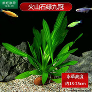瘋狂水草（FKSC）真水草魚(yú)缸造景套餐凈化水質(zhì)懶人魚(yú)缸水草植物直接入缸蜈蚣草 綠九冠【火山石底座】