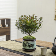八芽 小葉赤楠盆景擺件室內(nèi)綠植花卉盆栽老樁客廳辦公室桌面好養(yǎng)植物 （山水盆+苔蘚+托盤）