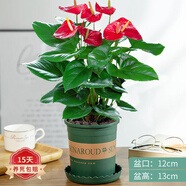 蝴蝶之舞紅掌一帆風(fēng)順盆栽植物室內(nèi)花卉好養(yǎng)土培大盆水養(yǎng)四季常青綠植 紅掌40-50厘米2-3顆(加侖盆) 含盆