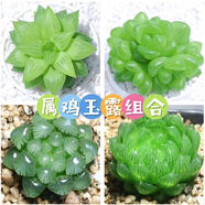 墨一（送貨上門）玉露多肉植物帶盆藍(lán)鏡玉露辦公室桌面盆栽植物花卉 【屬雞玉露】組合 帶盆栽好