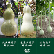 壽禾 葫蘆種子大全特大文玩手捻水瓢瓜食用迷你巨型特小把玩秋季 大葫蘆種子套裝 含三包