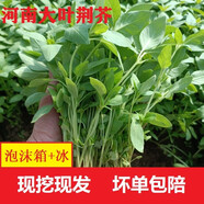 荊芥菜新鮮河南大葉荊芥葉菜調(diào)味涼拌菜莖芥鮮嫩現(xiàn)挖現(xiàn)發(fā)帶根 新鮮現(xiàn)挖荊芥  【 2斤】