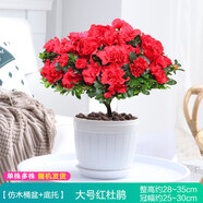【莎之槿園藝】杜鵑花苗盆栽帶花苞四季開(kāi)花不斷室內觀(guān)花卉綠植植物老樁大棵好養 紅色杜鵑+仿木桶盆(帶花苞)底托 含盆