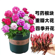 】四季開(kāi)花濃香芍藥大花重瓣耐寒耐熱驅蚊蟲(chóng)室內外養不死花卉夏季 混色裝超值火爆四季濃香 精品4芽13-7朵花