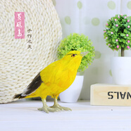 仿真動(dòng)物標本黃鸝鳥(niǎo)伯勞小鳥(niǎo)擺件喜鵲杜鵑真羽毛鳥(niǎo)類(lèi)裝飾工藝品 黃鸝(14*21cm)