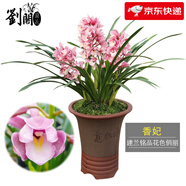 劉閣蘭花蘭花苗 香妃 有香味的夏帶花苞出售室內(nèi)外花卉綠植盆栽草觀花植物 4苗加盆土肥，說明書