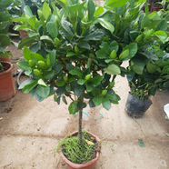 蘇躍 梔子花盆栽帶花苞大花濃香四季開花苗觀花植物庭院花卉盆栽花綠植大葉梔子盆栽 小葉梔子苗獨桿梔子花 獨桿梔子 3年苗盆栽【不帶盆】