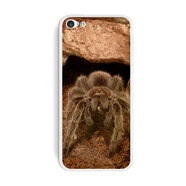 GRAPHICS & MORE玫瑰*狼蛛蜘蛛 iPhone 5C 貼紙保護套 2 件套