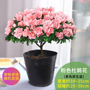 【莎之槿園藝】杜鵑花苗盆栽帶花苞四季開花不斷室內(nèi)觀花卉綠植植物老樁大棵好養(yǎng) 粉色杜鵑花+(簡易袋)帶花苞 含盆