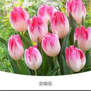 荷蘭郁金香大種球室內(nèi)外陽臺(tái)盆栽好養(yǎng)花苗水養(yǎng)綠化花海植物花種子 粉交響樂郁金香 1顆裸球（不含其它）