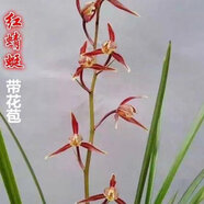 單苗價(jià)格 現不帶花苞 名貴細葉寒蘭濃香型盆栽 好養活當年開(kāi)花 紅蜻蜓(拍多件發(fā)連體苗) 不含盆