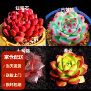 墨一（MOYI）新手多肉植物盆栽套餐綠植盆景 小盆栽肉肉 植物大顆好養(yǎng)玉露室內(nèi)稀有品種綠植桃蛋多肉 紅寶石+吉娃娃+大和錦+蒂亞(塑料盆栽好)