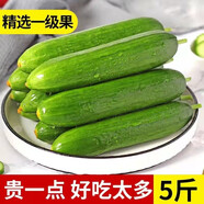 農(nóng)大姐妹水果黃瓜 水果小黃瓜 新鮮荷蘭水果黃瓜 應(yīng)季蔬菜 水果小青瓜 1斤