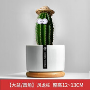 綠蔭巷子仙人掌球多肉植物盆栽室內類(lèi)電腦桌面綠植小盆栽組合好養肉肉盆景 趣味【風(fēng)龍柱】白瓷托盆+擺件 含盆