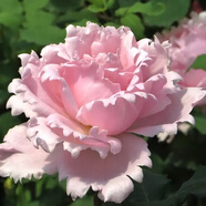 清韻伊人 月季花樹苗爬藤當年開花月季花苗特大花盆栽地載庭院薔薇 索菲羅莎【不爬藤】