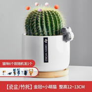 綠蔭巷子仙人掌球多肉植物盆栽室內類(lèi)電腦桌面綠植小盆栽組合好養肉肉盆景 趣味【大金冠】白瓷托盆+擺件 含盆
