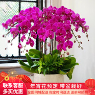 初卉（C·hui）【送貨上門】蝴蝶蘭盆栽帶花帶苞年宵花盆栽花卉真花喬遷全國配送 七支紫色 （帶盆栽好）