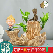 綠蔭巷子帶芽巴西木好養(yǎng)活水培植物幸運木桌面綠植小盆栽辦公室內(nèi)水養(yǎng)送禮 帶芽11cm【鎏金木形】格魯特+悟空 【大號】直徑7-8厘米 含營養(yǎng)液