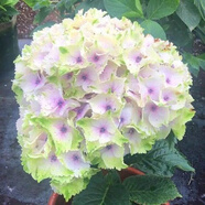 繡球花苗帶花苞老樁盆栽花卉植物室內花庭院四季長(cháng)開(kāi) 水晶 繡球花苗老樁