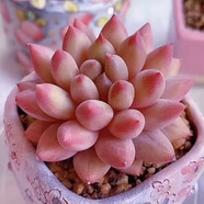 多肉植物組合盆栽小綠植花卉玉露大顆好養室內精品肉肉陽(yáng)臺喜光 紅蜻蜓 4-5厘米  塑料原盆栽好發(fā)