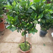 意軒 【帶花苞】陽(yáng)臺(tái)室內(nèi)盆栽花卉梔子花樹苗大葉綠植四季開花枝子花 獨(dú)桿梔子花【5年苗】【一月左右長(zhǎng)花苞】 不含盆