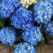 繡球花苗帶花苞老樁盆栽花卉植物室內花庭院四季長(cháng)開(kāi) 藍海 3年苗當年開(kāi)花