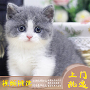 夢(mèng)茜兒（MEXEMINA）英短藍白幼貓正八臉滿(mǎn)耳滿(mǎn)背五粉矮腳藍白活物英短拿破侖藍白貓咪 血統級 矮腳正八臉五粉 公