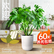 植男植女老樁龜背竹盆栽客廳室內大型植物大葉綠植辦公室新房好養源頭直發(fā)