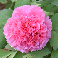 綠達(dá)牡丹花苗盆栽大苗洛陽(yáng)正宗帶花苞牡丹花種四季重瓣花卉牡丹花樹(shù)苗 牡丹苗珊瑚臺(tái)（3-6枝條）+肥料1