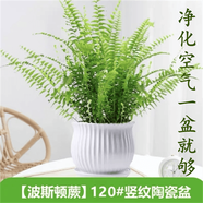嘆為觀(guān)止18種吊蘭任你選金邊吊蘭各種盆栽花卉客廳垂吊桌面植物凈化空氣 波斯頓蕨 不含盆