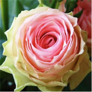 致薈樹玫瑰花苗四季開花盆栽花卉植物室內(nèi)外庭院薔薇月季花老樁帶花樹苗 粉香檳系【5顆】