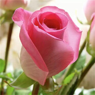 致薈樹玫瑰花苗四季開花盆栽花卉植物室內(nèi)外庭院薔薇月季花老樁帶花樹苗 微粉系【5顆】