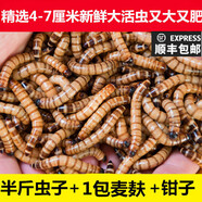 非常寵（精選）大麥蟲(chóng)黃粉蟲(chóng)面包蟲(chóng)活體釣魚(yú)餌烏龜食物倉鼠龍魚(yú)鳥(niǎo)類(lèi)飼料 半斤蟲(chóng)子+1包麥麩+鉗子 4-7CM