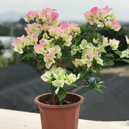 多色重瓣三角梅盆栽花苗耐寒老樁爬藤植物陽(yáng)臺(tái)庭院室內(nèi)外好養(yǎng)花卉植物當(dāng)年開花三角梅樹苗 綠櫻 三年苗