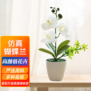 百動(dòng)蝴蝶蘭仿真植物花卉盆栽辦公室桌面綠植塑料絹花奶白色高26cm帶盆