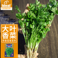 IDEAL理想農(nóng)業(yè) 濃香大葉香菜種子陽臺四季易種蔬菜種籽耐抽薹香菜種子