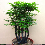 御春閣小葉紫檀樹苗黑骨茶室內陽臺盆栽花卉綠植耐寒四季常青微景觀樁形 大號5根一盆30厘米高左右