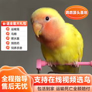 若宸智慧農業(yè)鸚鵡活體養殖基地直發(fā)健康活潑可愛(ài) 黃桃牡丹1只公