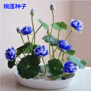 波思菊四季開花種植碗蓮種子已開口四季易播碗蓮種子開口20粒蓮花種子 混色開口20粒+盆+液+泥