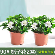 愛你一萬年梔子花盆栽花卉植物室內綠植四季好養(yǎng)茉莉花源頭直發(fā)驅蚊組合包郵 2盆【90#梔子花】一次性育苗盆
