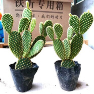可嫁接食用仙人掌盆栽綠植花卉多肉墨西哥米邦塔植物盆栽室內(nèi) 黃毛掌一盆（帶根）