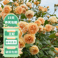 花友藤本月季花苗月季花樹苗盆栽特大花苗庭院爬藤植物陽臺薔薇爬墻 瑪格麗特 王妃【爬藤】大苗 1-1.3米高度多分叉