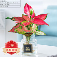祺典花卉植物室內(nèi)花辦公桌面凈化空氣水培小綠植好養(yǎng)易活驅(qū)蚊盆栽 【辦公推薦】吉利紅-MINI玻璃瓶 帶盆栽好