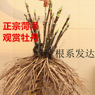 涵山菏澤觀賞牡丹花苗盆栽庭院花卉洛陽牡丹樹苗室內外陽臺重瓣大花 自選三顆（下單備注） 2到3分支