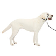 PetSafe Gentle Leader No-Pull Dog 頭領 – 大號