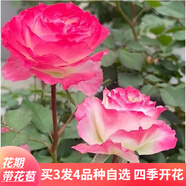 蘇藝緣帶花苞玫瑰花苗大花月季盆栽灌木月季花樹(shù)苗四季開(kāi)花濃香盆栽花卉 初妝 中大苗帶花苞原盆土發(fā)貨