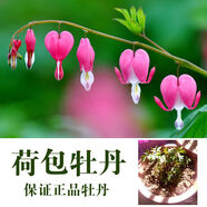 嘉巖 菏澤荷包牡丹花苗盆栽地栽四季室內(nèi)客廳庭院陽臺耐寒多年生草本植物花卉綠植 荷包牡丹王 5年根