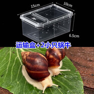 工途（Gongtu）寵物白玉蝸?；铙w學(xué)生科學(xué)實(shí)驗(yàn)觀察套裝巨型大蝸牛觀賞教學(xué)小蝸牛 白玉蝸牛2只+運(yùn)輸盒 蝸牛3-5cm