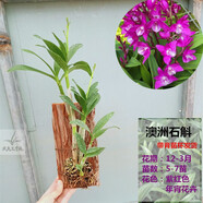 苗芯石斛蘭 帶花苞 帶板栽好鐵皮鼓槌球花金釵疊鞘石斛蘭花卉盆栽 帶花苞-紫花澳洲5-7苗帶板栽好 不含盆