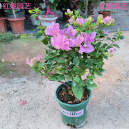 步戀三角梅盆栽大盆老樁花卉重瓣四季開(kāi)花室內庭院陽(yáng)臺桿插好養植物 粉(帶花)40-50cm含盆